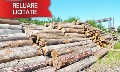 Material Lemnos: Lot 1 - 228,87 m3 lemn rotund esență rășinoasă, specia molid